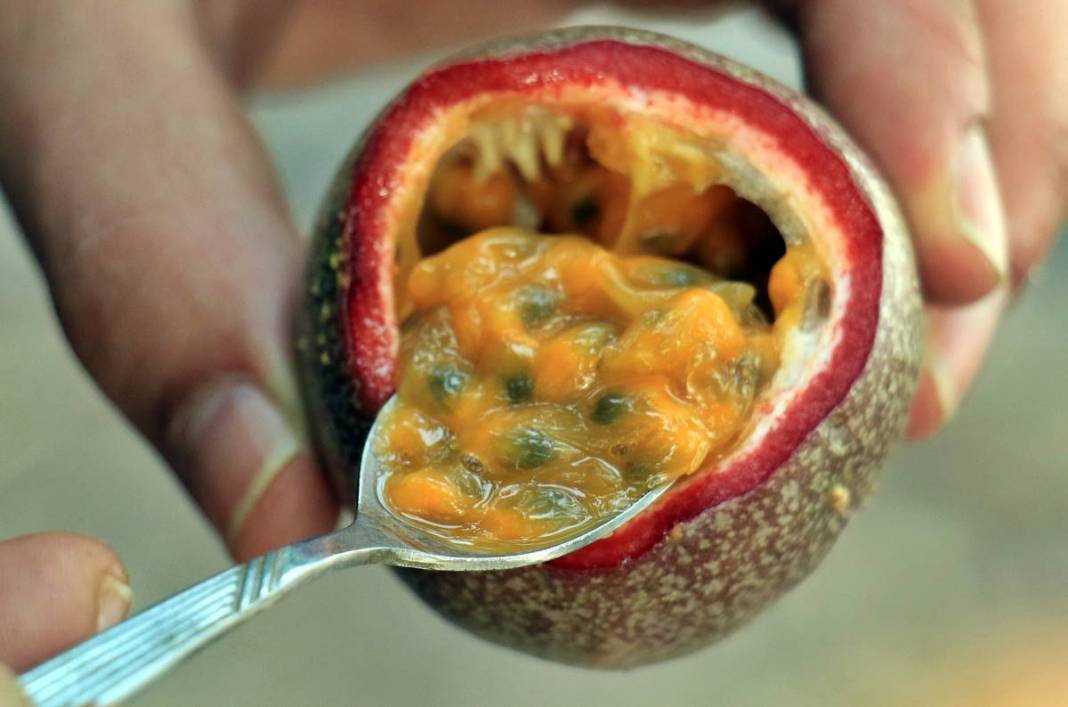 Bu meyve zengin ediyor: Kilosu 200 TL! 10 yıl boyunca ürün veriyor, ilk yılda 300 kg, beşinci yıldan sonra 2 ton 9